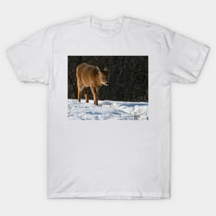 White-tailed Deer T-Shirt